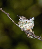 Black-chinned Hummingbird (Archilochus alexandri) in nest, North America