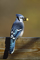 Blue Jay (Cyanocitta cristata) carrying peanut, Long Island, New York