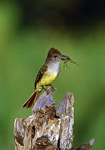 Brown-crested Flycatcher (Myiarchus tyrannulus) with spider prey, Texas