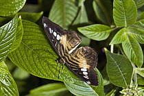 Clipper (Parthenos sylvia) butterfly, Tucson Botanical Gardens, Tucson, Arizona