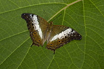 Malay Cruiser (Vindula dejone) butterfly, Tucson Botanical Gardens, Tucson, Arizona