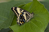 Citrus Butterfly (Papilio demodocus), Tucson Botanical Gardens, Tucson, Arizona
