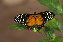 Tiger Longwing (Heliconius hecale) butterfly, Tucson Botanical Gardens, Tucson, Arizona