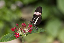 Postman Butterfly (Heliconius melpomene) feeding on flower nectar, Tucson Botanical Gardens, Tucson, Arizona