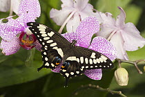 Emperor Swallowtail (Papilio ophidicephalus) butterfly, Tucson Botanical Gardens, Tucson, Arizona