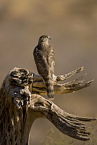 Cooper's Hawk (Accipiter cooperii) juvenile, Green Valley, Arizona