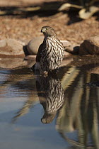 Cooper's Hawk (Accipiter cooperii) juvenile in shallow water, Green Valley, Arizona