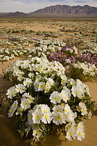 Evening Primrose (Oenothera sp) flowers in desert, Joshua Tree National Park, California