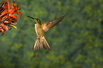 Fawn-breasted Brilliant (Heliodoxa rubinoides) hummingbird male feeding on flower nectar