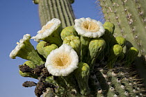 Saguaro (Carnegiea gigantea) cactus flowering, southeast Arizona