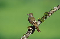 Great Crested Flycatcher (Myiarchus crinitus) carrying prey, Adirondack Mountains, New York