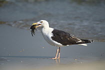 Great Black-backed Gull (Larus marinus) with crab prey, Long Island, New York