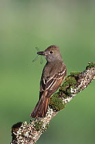 Great Crested Flycatcher (Myiarchus crinitus) carrying prey, New York
