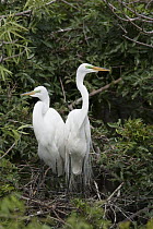 Great Egret (Ardea alba) pair in nest in breeding plumage, Florida