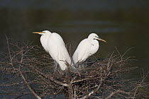 Great Egret (Ardea alba) pair in nest, Florida