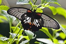 Great Mormon (Papilio memnon) butterfly, Tucson Botanical Gardens, Tucson, Arizona