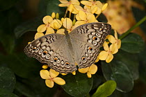 Grey Pansy (Junonia atlites) butterfly, Tucson Botanical Gardens, Tucson, Arizona