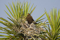 Harris' Hawk (Parabuteo unicinctus) parent in nest with chicks, Texas