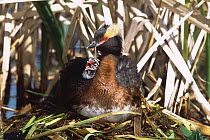 Horned Grebe (Podiceps auritus) male with chick on nest, Saskatchewan, Canada