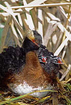 Horned Grebe (Podiceps auritus) male with chicks on nest, Saskatchewan, Canada