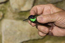 Magnificent Hummingbird (Eugenes fulgens) held for banding, Arizona