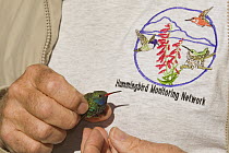 Broad-billed Hummingbird (Cynanthus latirostris) male held for banding, Arizona