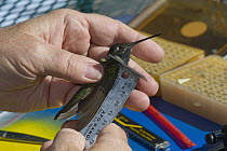 Broad-billed Hummingbird (Cynanthus latirostris) male being measured, Arizona