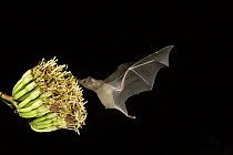 Lesser Long-nosed Bat (Leptonycteris yerbabuenae) feeding on Agave flower nectar, North America