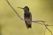 Magnificent Hummingbird (Eugenes fulgens), North America