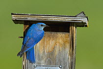Mountain Bluebird (Sialia currucoides) male at nest box, British Columbia, Canada
