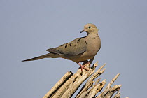 Mourning Dove (Zenaida macroura), Green Valley, Arizona