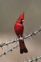 Northern Cardinal (Cardinalis cardinalis) male, Green Valley, Arizona