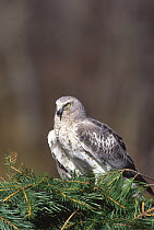 Northern Harrier (Circus cyaneus) male, Long Island, New York