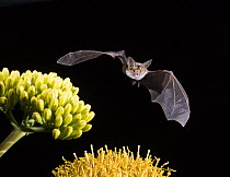 Pallid Bat (Antrozous pallidus) flying, North America