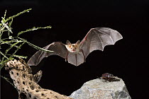 Pallid Bat (Antrozous pallidus) approaching beetle prey, Green Valley, Arizona