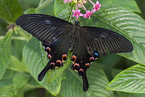 Luzon Peacock Swallowtail (Papilio chikae) butterfly, Tucson Botanical Gardens, Tucson, Arizona