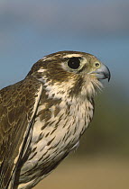 Prairie Falcon (Falco mexicanus) at banding station, Sulphur Springs Valley, Arizona