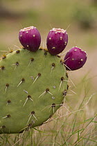 Opuntia (Opuntia sp) buds, southeast Arizona