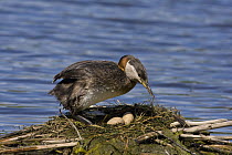 Red-necked Grebe (Podiceps grisegena) at nest with eggs, British Columbia, Canada