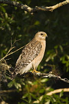 Red-shouldered Hawk (Buteo lineatus), Florida