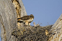 Red-tailed Hawk (Buteo jamaicensis) parent at nest with chicks, Arizona