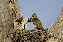 Red-tailed Hawk (Buteo jamaicensis) parent at nest with chicks, Arizona