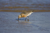 Red Knot (Calidris canutus) foraging in mudflats, South Padre Island, Texas