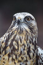 Rough-legged Hawk (Buteo lagopus) in light phase, Vermont