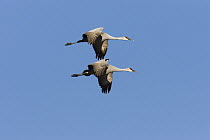 Sandhill Crane (Grus canadensis) pair flying, Bosque Del Apache National Wildlife Refuge, New Mexico