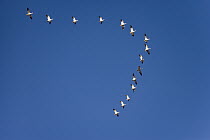 Snow Goose (Chen caerulescens) flock flying in formation during migration, Bosque Del Apache National Wildlife Refuge, New Mexico