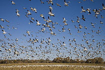 Snow Goose (Chen caerulescens) flock taking flight, Bosque Del Apache National Wildlife Refuge, New Mexico