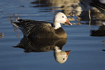 Snow Goose (Chen caerulescens) blue phase, Bosque Del Apache National Wildlife Refuge, New Mexico