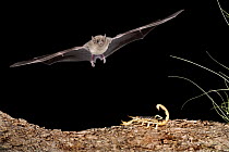 Lesser Long-nosed Bat (Leptonycteris yerbabuenae) approaching scorpion prey, southern Arizona