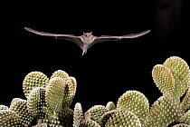 Lesser Long-nosed Bat (Leptonycteris yerbabuenae) flying over cactus, southern Arizona